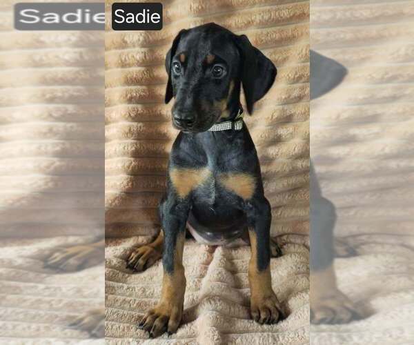 Medium Photo #4 Doberman Pinscher Puppy For Sale in POMEROY, OH, USA