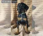 Small #3 Doberman Pinscher