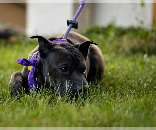 Medium Photo #5 Mutt Puppy For Sale in Sandy, UT, USA
