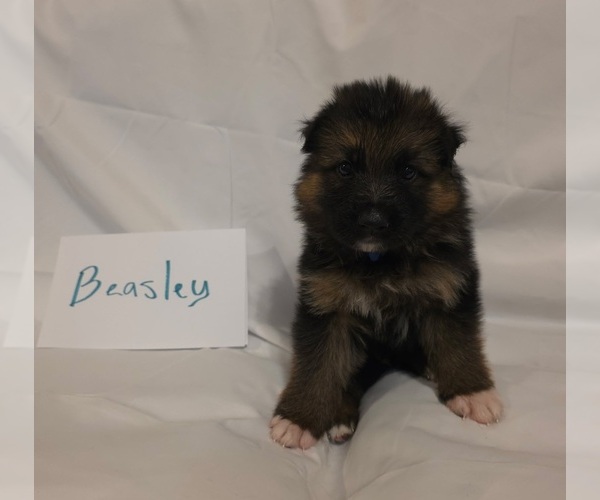 Medium Photo #7 German Shepherd Dog Puppy For Sale in ARLINGTON, TX, USA