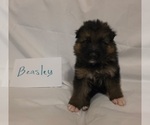 Small #6 German Shepherd Dog