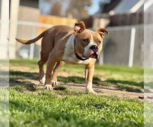 Kingston - Male Mutt Dog for Adoption - Photo #4