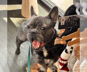 *Inchworm GREEN - Male French Bulldog-Unknown Mix Dog for Adoption - Photo #3