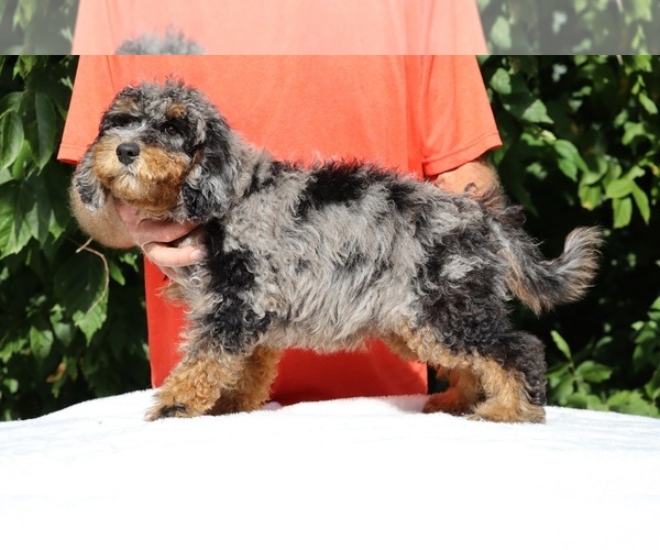 Medium Photo #7 Bernedoodle (Miniature) (+ Poodle Miniature) Puppy For Sale in DYERSBURG, TN, USA