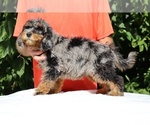 Small #6 Bernedoodle (Miniature) (+ Poodle Miniature)