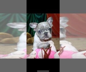 French Bulldog Puppy for sale in TAMPA, FL, USA