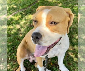 American Staffordshire Terrier-Boxer Mix Dogs for adoption in San Juan Capistrano, CA, USA