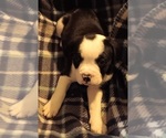 Puppy Puppy 4 Olde English Bulldogge