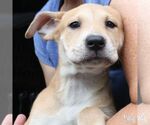 Small #4 Retriever  Mix