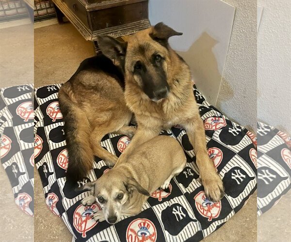 Medium Photo #4 German Shepherd Dog Puppy For Sale in Lancaster, CA, USA