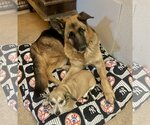 Small #3 German Shepherd Dog