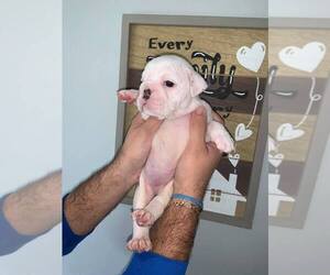 Bulldog Puppy for sale in MIAMI, FL, USA