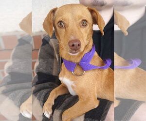 Chiweenie Dogs for adoption in Carrollton, TX, USA