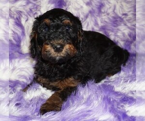 Miniature Labradoodle Puppy for sale in LA HABRA, CA, USA