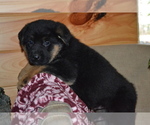 Small Photo #22 German Shepherd Dog Puppy For Sale in GREENWOOD, WI, USA