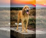 Small Photo #1 Bloodhound Puppy For Sale in Sanderson, FL, USA