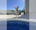 Small #3 Chihuahua Mix