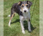 Small #1 Border Terrier Mix