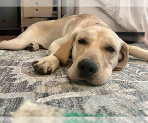 Labrador Retriever-Unknown Mix Dogs for adoption in Oakhurst, NJ, USA