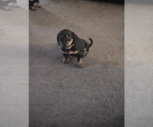 Dachshund Puppy for sale in SPIRO, OK, USA