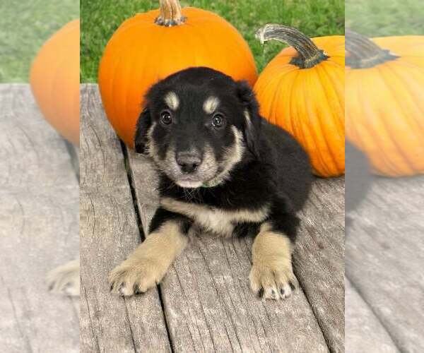 Medium Photo #11 Australian Shepherd Puppy For Sale in WILLIAMS, AZ, USA