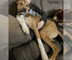 Small #2 Boxer Mix