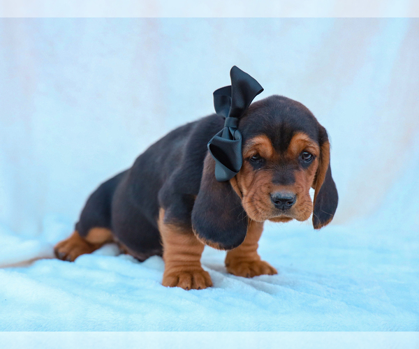 Medium Photo #4 Basset Hound Puppy For Sale in LIBERTY, KY, USA