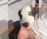 Small #1 Mutt