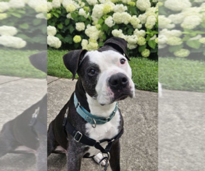Domino - Male Mutt Dog for Adoption - Photo #2