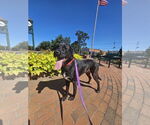 Small #1 Labrador Retriever Mix