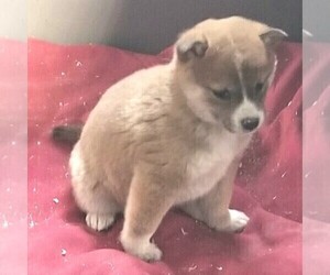 Shiba Inu Puppy for sale in ARTHUR, IL, USA