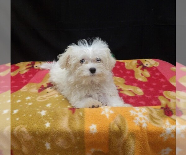Medium Photo #2 Maltipoo (Miniature) Puppy For Sale in PATERSON, NJ, USA