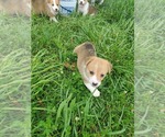 Small Photo #9 Pembroke Welsh Corgi Puppy For Sale in RICHLAND, MO, USA