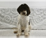 Small Photo #3 Poodle (Standard) Puppy For Sale in SUGARCREEK, OH, USA