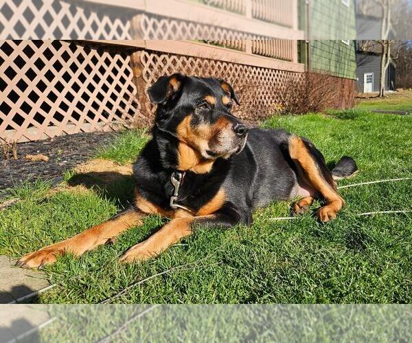 Medium Photo #5 Rottweiler-Unknown Mix Puppy For Sale in Dellslow, WV, USA