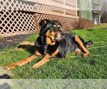 Small #4 Rottweiler Mix