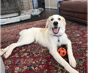 Finn - Female Great Pyrenees-Unknown Mix Dog for Adoption - Photo #2