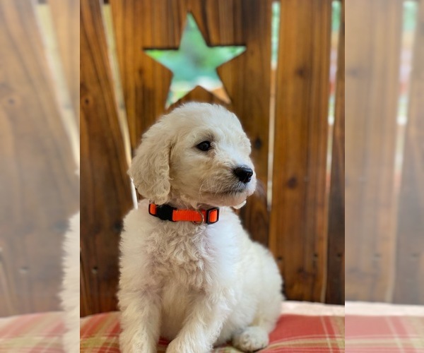 Medium Photo #2 English Cream Golden Retriever-Poodle (Standard) Mix Puppy For Sale in MCDONOUGH, GA, USA