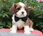 Small #3 Cava-Tzu