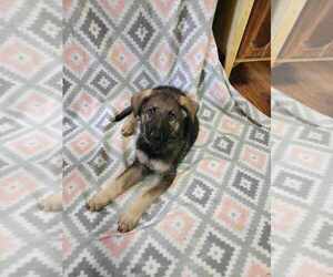 German Shepherd Dog Puppy for sale in LEBANON, MO, USA