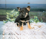 Small #3 German Shepherd Dog