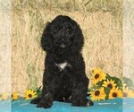Small Photo #1 Goldendoodle-Poodle (Standard) Mix Puppy For Sale in NEW PROVIDENCE, PA, USA