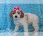 Small Photo #1 Cocker Spaniel-Poodle (Miniature) Mix Puppy For Sale in SHILOH, OH, USA