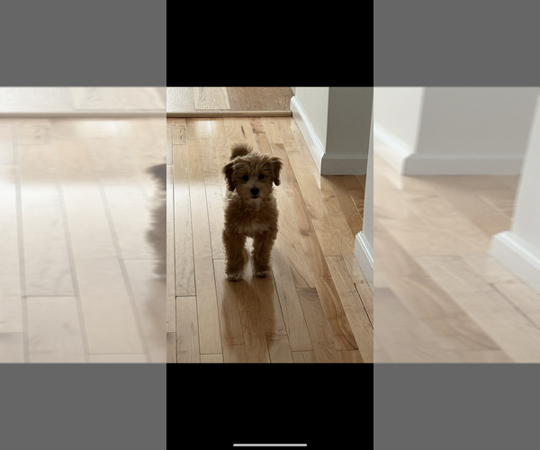 Medium Photo #8 Goldendoodle (Miniature) Puppy For Sale in STATEN ISLAND, NY, USA