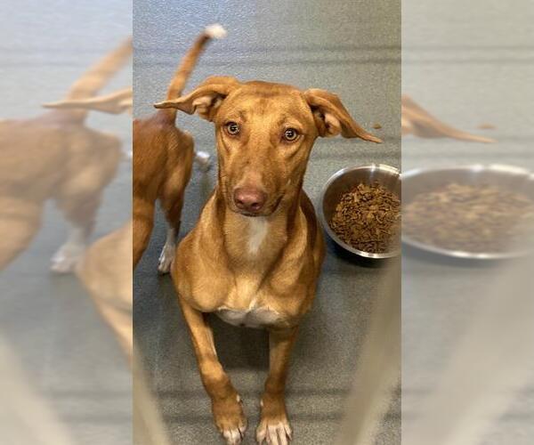 Medium Photo #1 Unknown-Vizsla Mix Puppy For Sale in Baytown, TX, USA