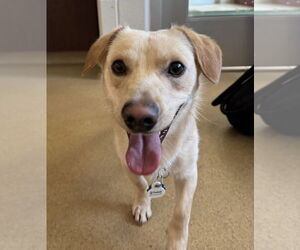 Dachshund-Labrador Retriever Mix Dogs for adoption in Greenbelt, MD, USA