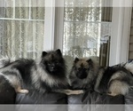 Small #9 Keeshond