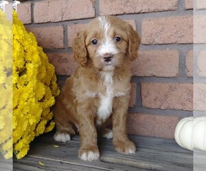 Labradoodle-Poodle (Miniature) Mix Puppy for sale in FREDERICKSBG, OH, USA