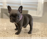 Small Photo #1 French Bulldog Puppy For Sale in LA HABRA, CA, USA