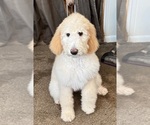 Puppy Mr Black Poodle (Standard)